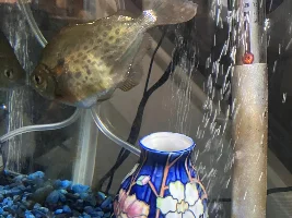 Help! My Silver Dollar is fat!!🐠🧐