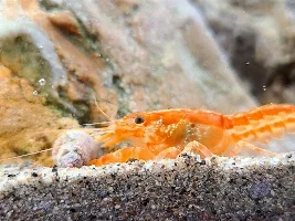 Mexican Dwarf Crayfish