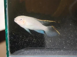 Albino Pelvicachromis pulcher