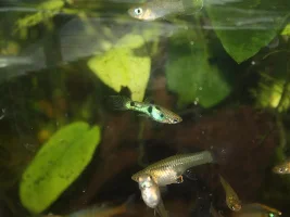 Emeraldking guppies...