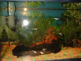 My Tank