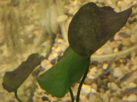 Wonder if anyone can tell me what this is