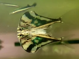 May 2015 - Fish Of The Month Competition Voting Poll