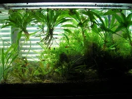 10 gallon stocking idea