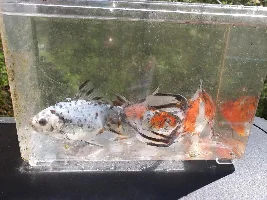 Show me your Fish!