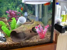 Rainbow tank.