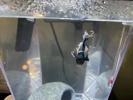 What is wrong with my betta?