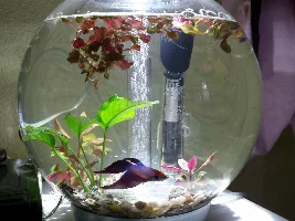 FishForums.net January 2017 Tank of the Month!