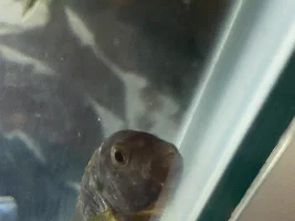 Fish TB?