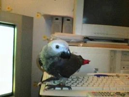 birdies