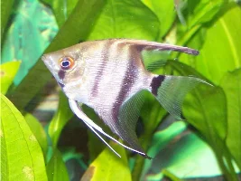 Photos Of My Angelfish!
