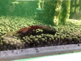 Help! Betta dying