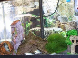 Adrinal's FW Tanks