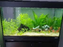 Green Water advice
