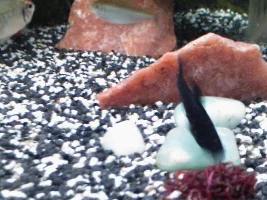 Updated Pics Of My Fish R Fun Tank With Fishes