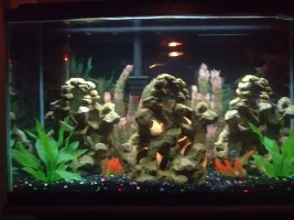 My 29 Gallon
