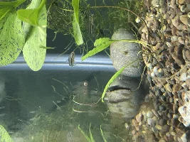 Pygmy Corys in Hard Water?