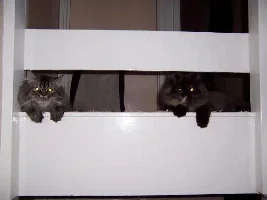Pussy Cats!!