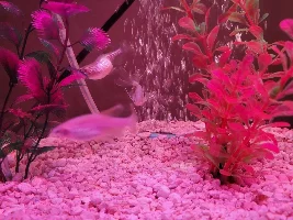 Fish has eggs or something else?