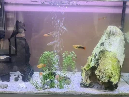 My fish hobbyist journal. First time noobie(with loads of mistakes)