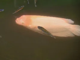 Do you have a Gourami?