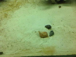 230 Gallon Reef Tank.