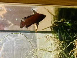new cichlids ( like usual ) are starting out good…