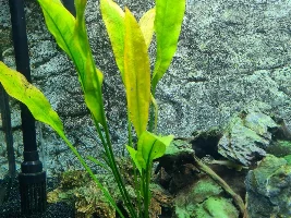 Amazon sword turning yellow after about a week
