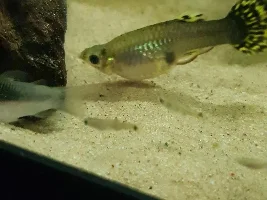 Ohhhh More fry ?