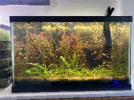 5 Planted Tanks