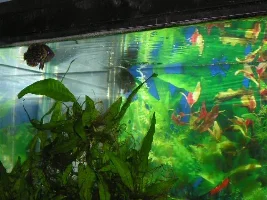 Schomburk's leaf fish