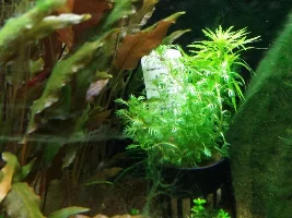 Help With Hair Algae