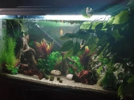 Aquarium Update Photos