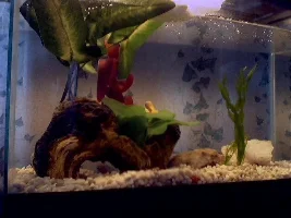 Here are some of my fish pics