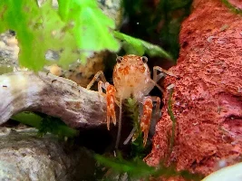 Mexican Dwarf Crayfish