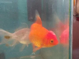 Is my goldfish sick?