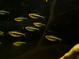 Assortment of fish photos