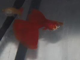 Full red delta guppies