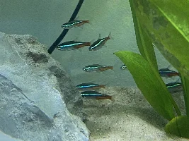 48l Tropical Aquarium
