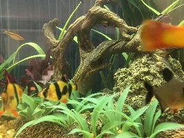 sexing my two neon tiger barbs
