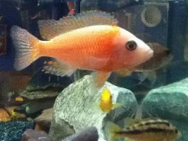 Former Newbie's African Cichlid Experience