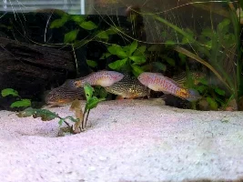 Peacock gudgeon photos