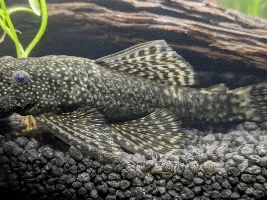 My Bristlenose would like to say hello