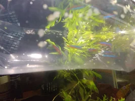 New Fish