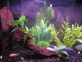 Brightening Up A Tiny Tank?