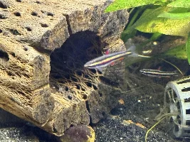 What Nannostomus species are safe around Apistogramma fry