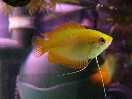 Sexing honey gourami