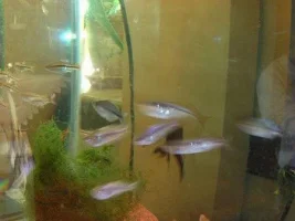 Pics of my tanks and some fish