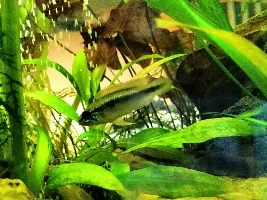 Sexing and species of apisto