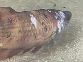 Urgent : koi female betta losing scales
